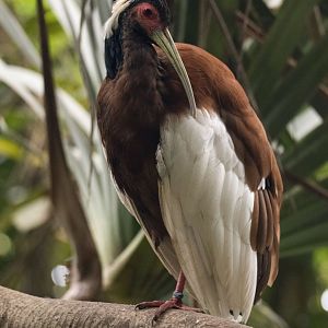 Madagascar crested ibis (Lophotibis cristata)
