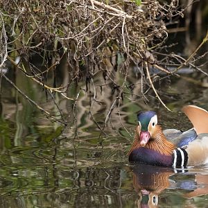 Mandarin duck (Aix galericulata)