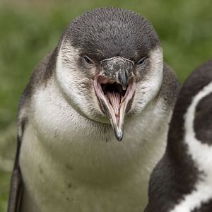 Humboldt penguin (Spheniscus humboldti)