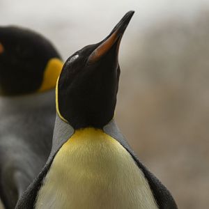 King penguin (Aptenodytes patagonicus)