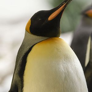 King penguin (Aptenodytes patagonicus)