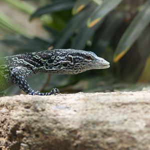 Blue-spotted tree monitor (Varanus macraei)