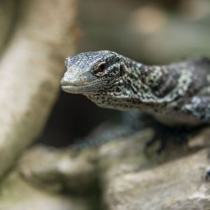 Blue-spotted tree monitor (Varanus macraei)