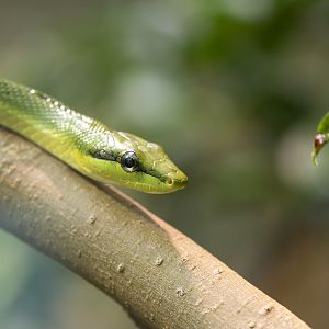 Red-tailed ratsnake (Gonyosoma oxycephalum)