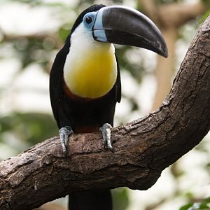 Channel-billed toucan (Ramphastos vitellinus vitellinus)