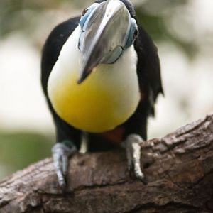 Channel-billed toucan (Ramphastos vitellinus vitellinus)