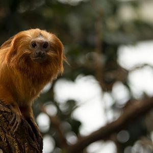 Golden lion tamarin (Leontopithecus rosalia)
