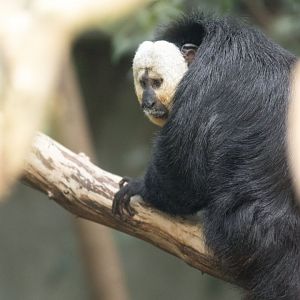 White-faced saki (Pithecia pithecia)