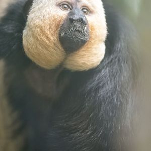 White-faced saki (Pithecia pithecia)