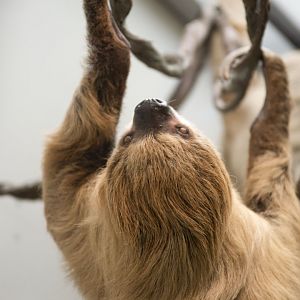 Hoffmann's two-toed sloth (Choloepus didactylus)