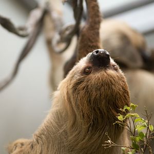 Hoffmann's two-toed sloth (Choloepus didactylus)