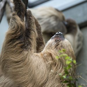 Hoffmann's two-toed sloth (Choloepus didactylus)