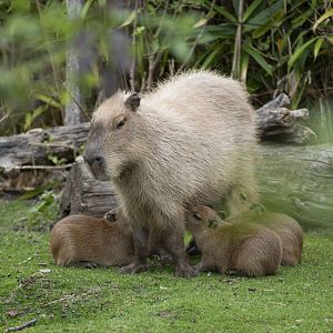 Capybara (Hydrochoerus hydrochaeris)