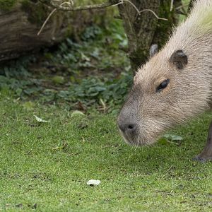 Capybara (Hydrochoerus hydrochaeris)