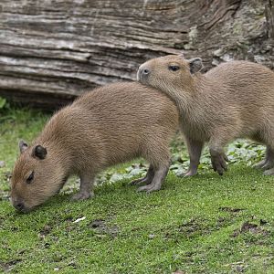 Capybara (Hydrochoerus hydrochaeris)