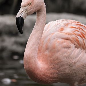 Chilean flamingo (Phoenicopterus chilensis)