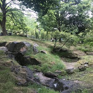 Chinese goral enclosure