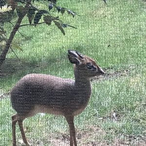 Kirk’s Dik Dik