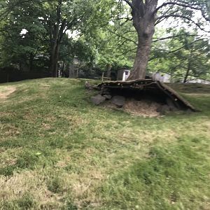 Chinese goral enclosure (2)