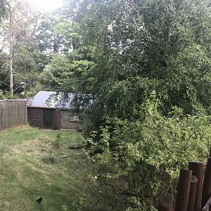Red bellied and ring tailed lemur walthrough enclosure