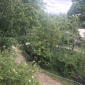 Red bellied and ring tailed lemur walthrough enclosure (2)