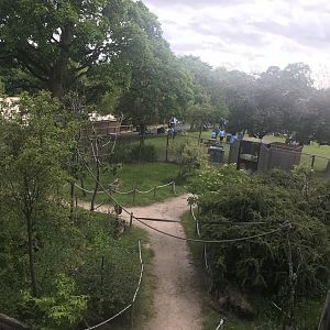 Red bellied and ring tailed lemur walthrough enclosure (3)