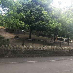 Pygmy hippo main enclosure
