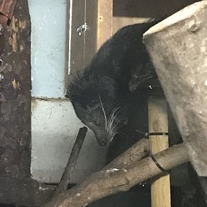 Binturong