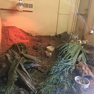 Hairy armadillo indoors