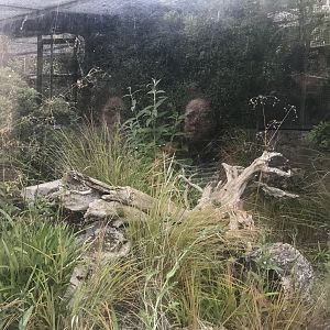 Hairy armadillo enclosure