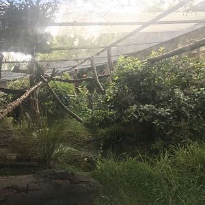 Binturong enclosure