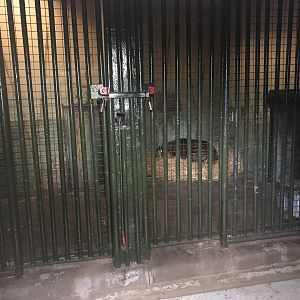 Female Sumatran tiger indoors