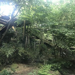 Female Sumatran tiger enclosure