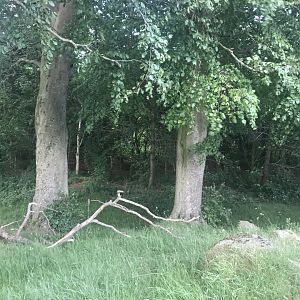 Badger setts near hilltop viewpoint