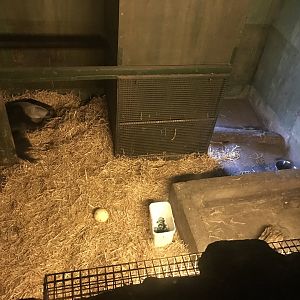 Giant anteater indoors