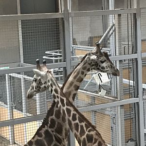 Giraffes