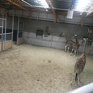 Giraffe indoors