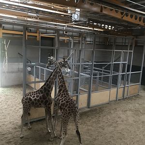 Giraffe holding areas