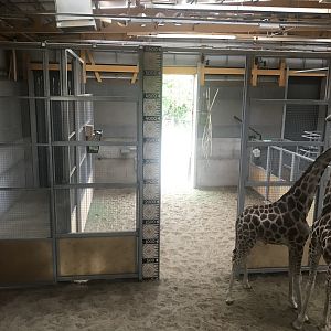 Giraffe measuring chart