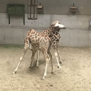 Giraffes play fighting