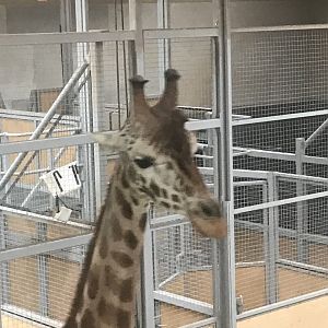 Giraffe