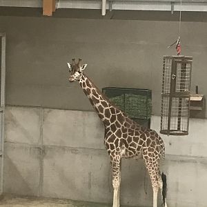 Giraffe