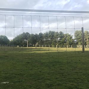 Prezwalski’s wild horse enclosure