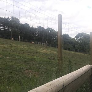 Prezwalski’s wild horse enclosure