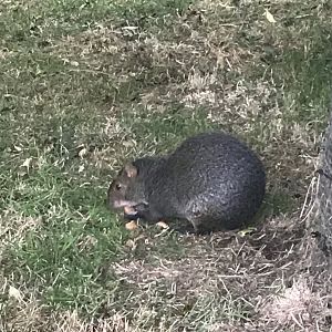 Azara’s agouti