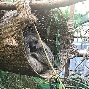 Two toed sloth