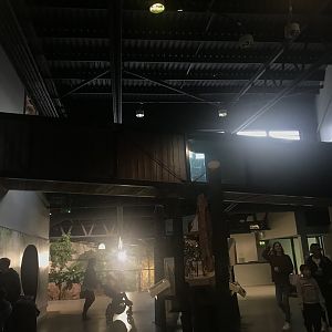 Budongo Trail- Chimpanzee overhead tunnels