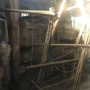 Budongo Trail- Chimpanzee indoor pod 1