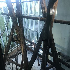 Budongo Trail- Chimpanzee indoor pod 3