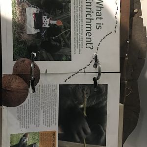 Budongo Trail- Chimpanzee enrichment signage